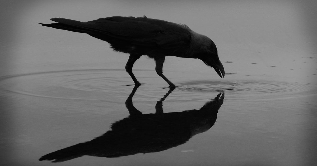 Crow symbolism and spiritual meaning